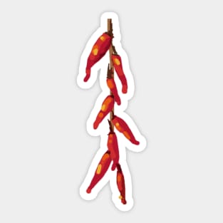 Red Chili Peppers Sticker